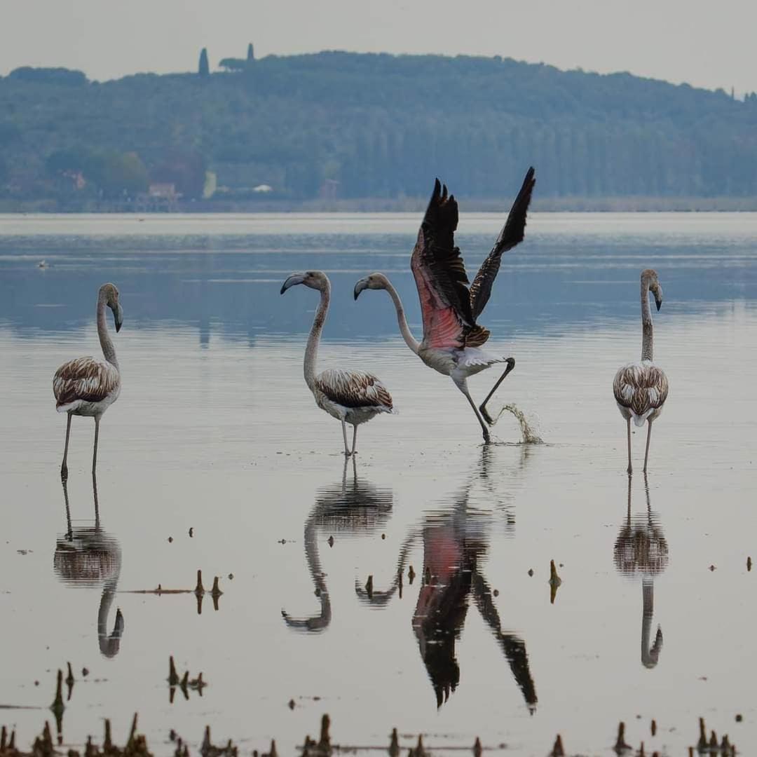 Chalet Sul Trasimeno SantʼArcangelo Kültér fotó